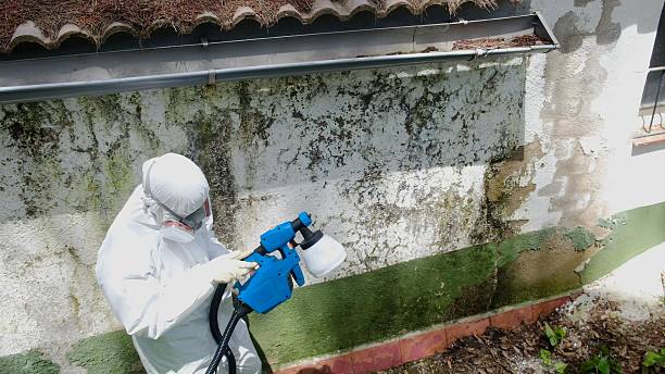 Trusted Attic Mold Removal service in Darlington, MD - Cheap Mold Removal